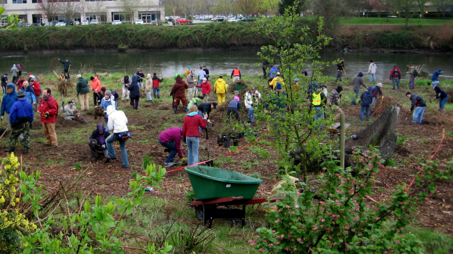 Volunteers help restore the Duwamish River by planting native vegetation at an Earth Day event at Codiga Park, Washington. April 2008.