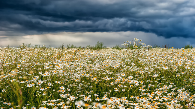 Field of chamomile flowers with storm clouds in the distance.