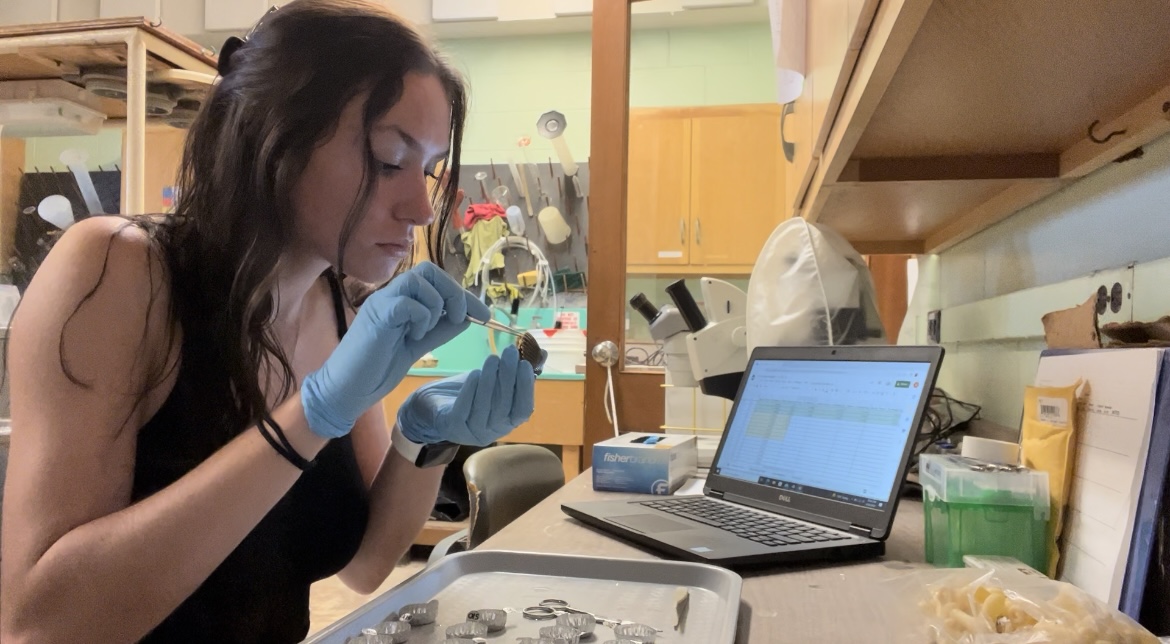 Alison sits at a lab bench, holding a scallop in one gloved hand and examining it with a pair of forceps in the other.  A tray with weighing tins and a laptop with a data sheet open are on the lab bench.