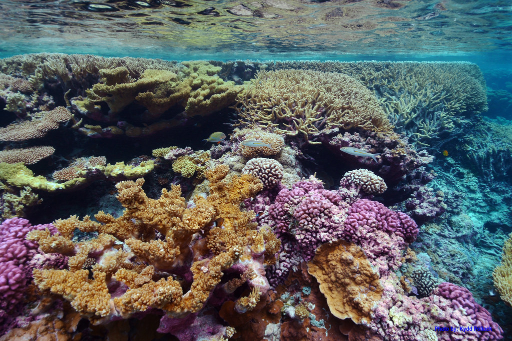 Palmyra Atoll is home to some of the healthiest marine ecosystems in the world and is reported to be among the most predator-dominated and biomass-rich reefs and atolls in the Central Pacific Ocean.