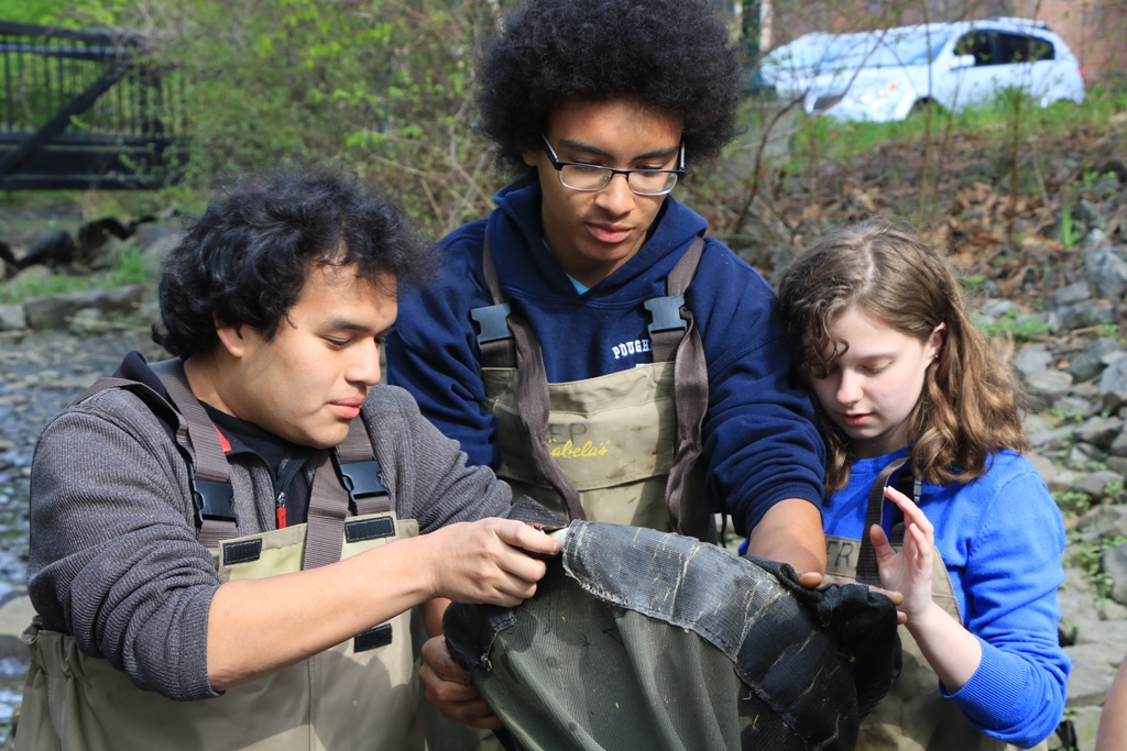 Marist College and Poughkeepsie High School students check a net for migrating juvenile American eels on the Fall Kill Creek on New York's Hudson River estuary.