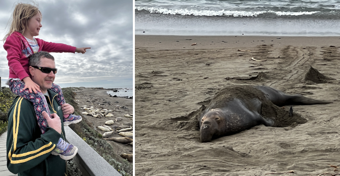 (Left) A child sits on the shoulders of an adult with sunglasses pointing at the Northern Elephant seals laid out along a beach. (Right) A large Northern Elephant seal lays on the beach while a small wave rolls in behind it.