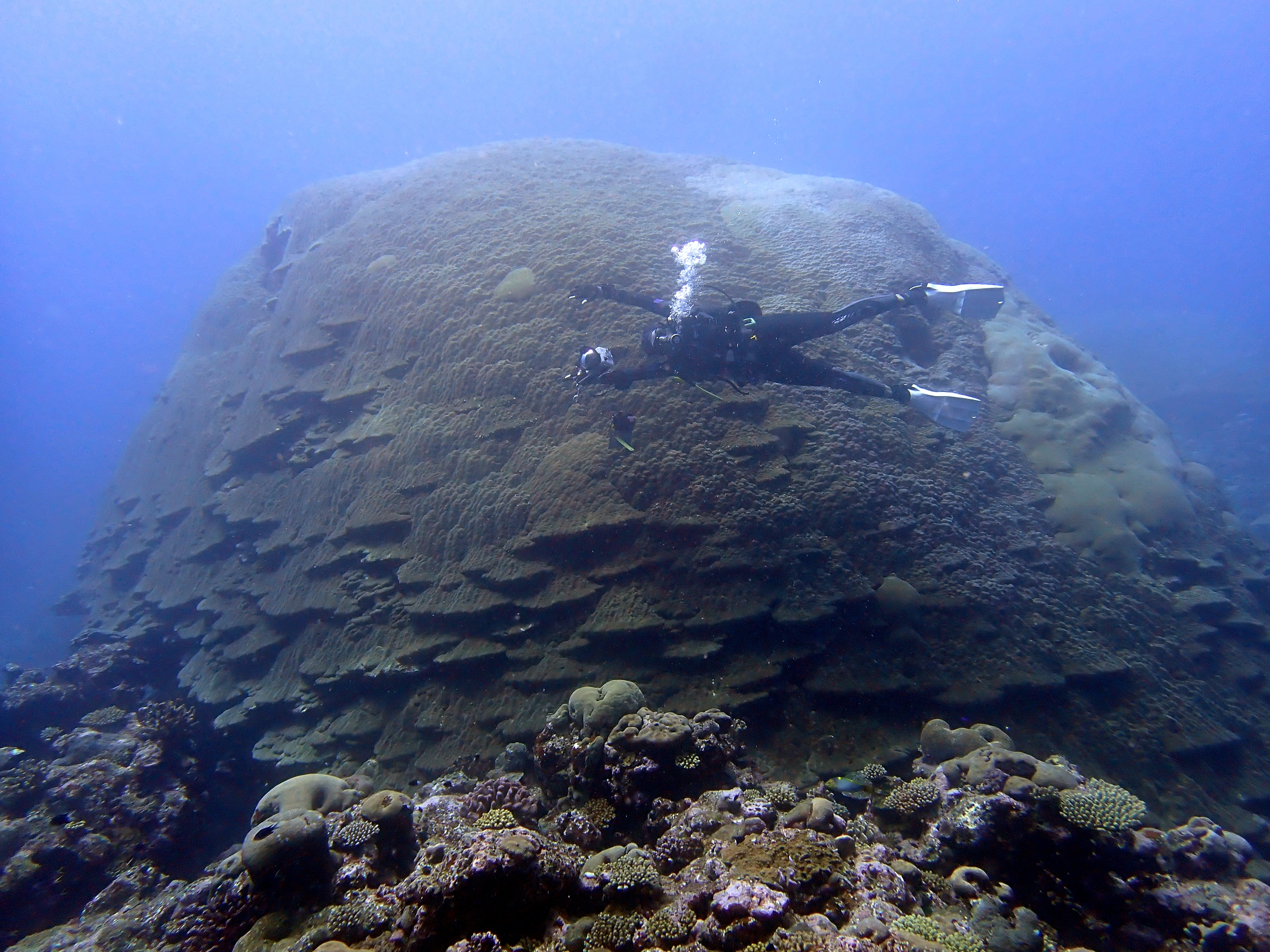 After a long day of benthic surveys at Taʻū in American Samoa, our divers visit  Big Momma! This massive Porites is one of the largest corals recorded in the world.