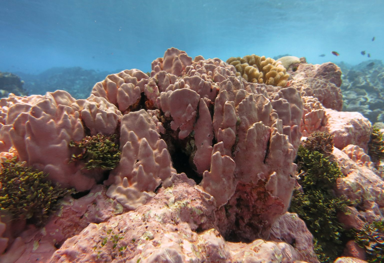 Corals covered in pink coralline algae at Rose Atoll in American Samoa.