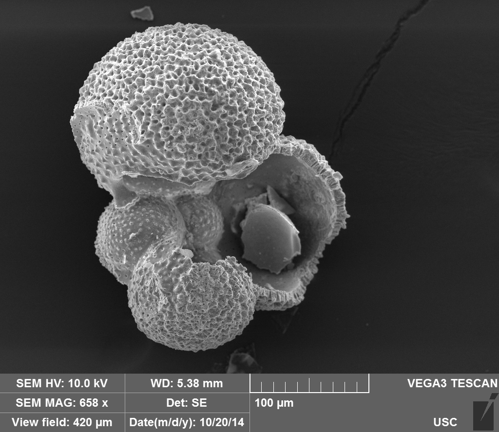 An image of the shell of a foraminifera — a microscopic marine animal — magnified and photographed 650 times its size by a scanning electron microscope. 