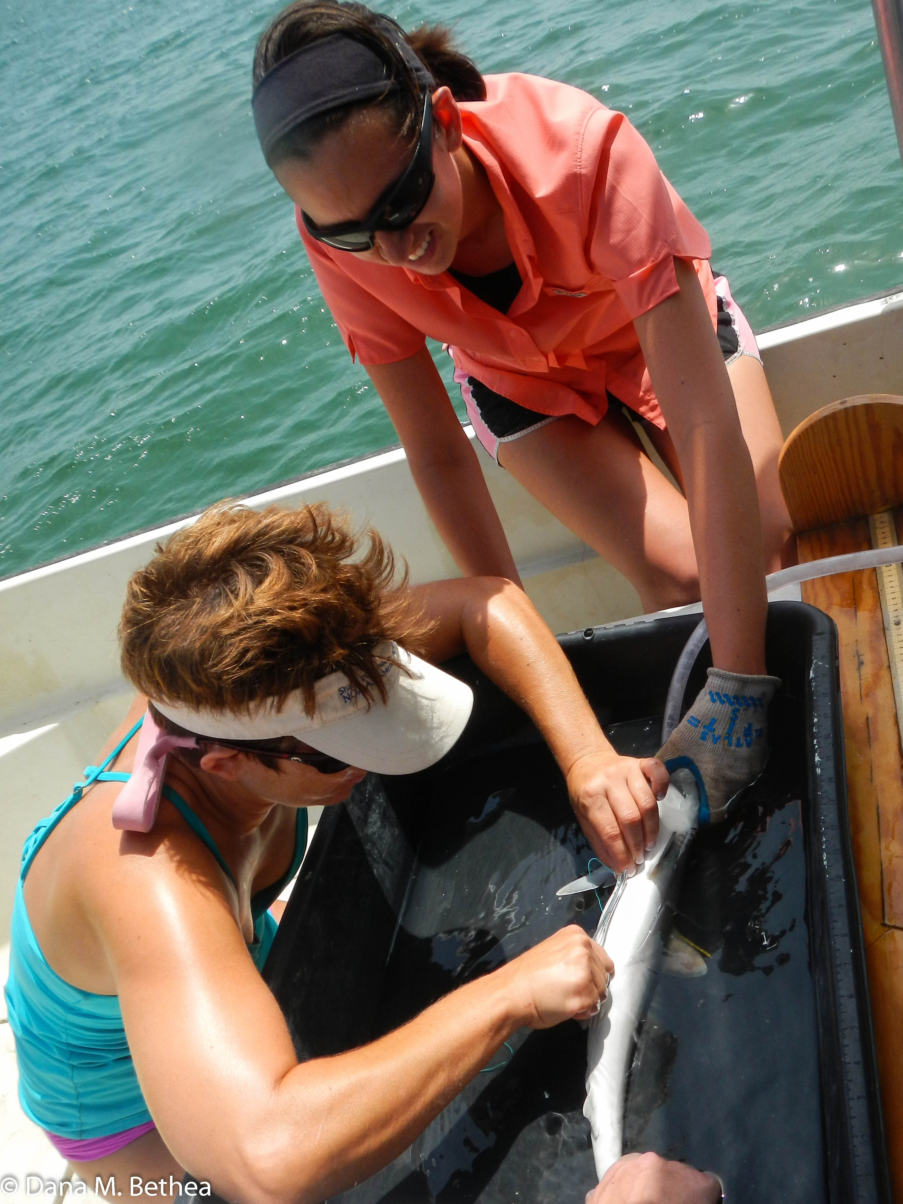 Kat Mowle, NOAA Hollings Scholar Class of 2013, assists one of her mentors, Dana Bethea, as she inserts an acoustic tag into an Atlantic sharpnose shark. Kat spent her 2014 summer internship working with the Shark Population Assessment Group at the NOAA NMFS SEFSC lab in Panama City, Florida.