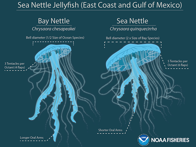 Upon closer examination, scientists find that the newly-documented bay nettle jellyfish have noticeable differences than their ocean cousins.
