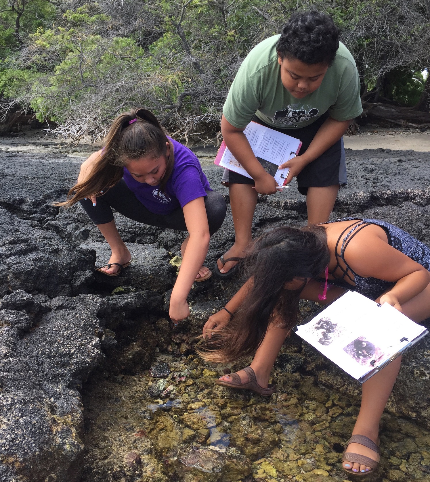 3 students kneel over rocks in intertidal zone looking for species in the water. 2 hold identification keys.