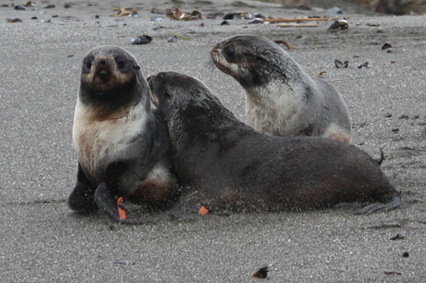 Northern fur seals are released after rescue and rehabilitation.