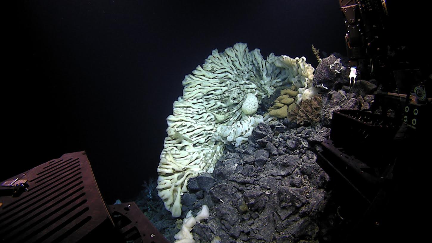 A sponge the size of a minivan, the largest on record, was found in summer 2015 during a deep-sea expedition in Papahānaumokuākea Marine National Monument off Hawaii.
