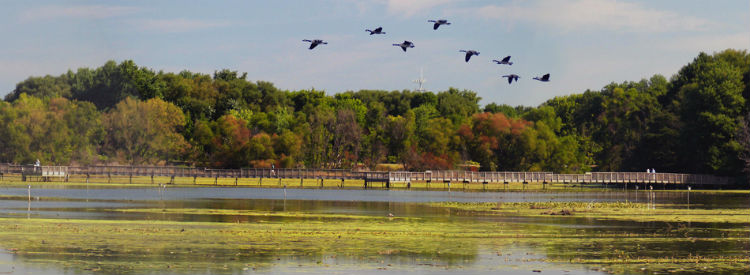 One grant will restore 180 acres of tidal marsh habitat through the installation of a new water control structure and pump system at John Heinz National Wildlife Refuge in Pennsylvania, above. 