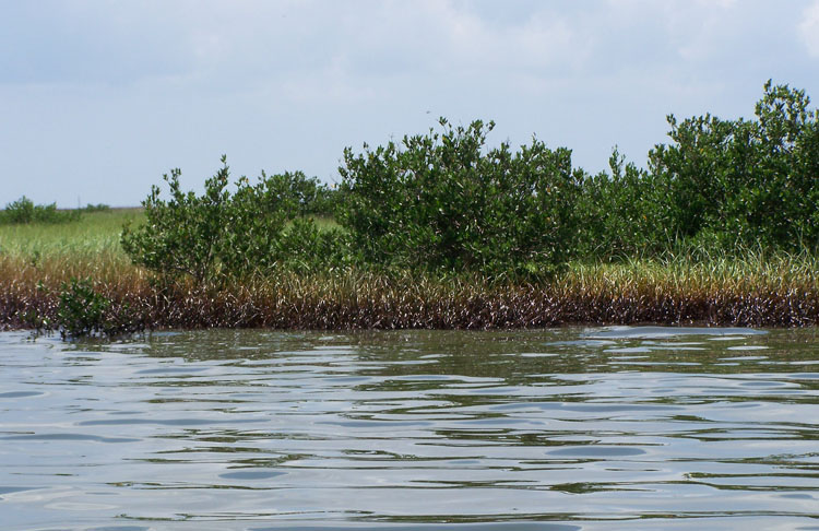 An oiled shoreline in Barataria Bay, La. The NOAA RESTORE Act Science Program awards will benefit habitats and communities in the Gulf of Mexico.