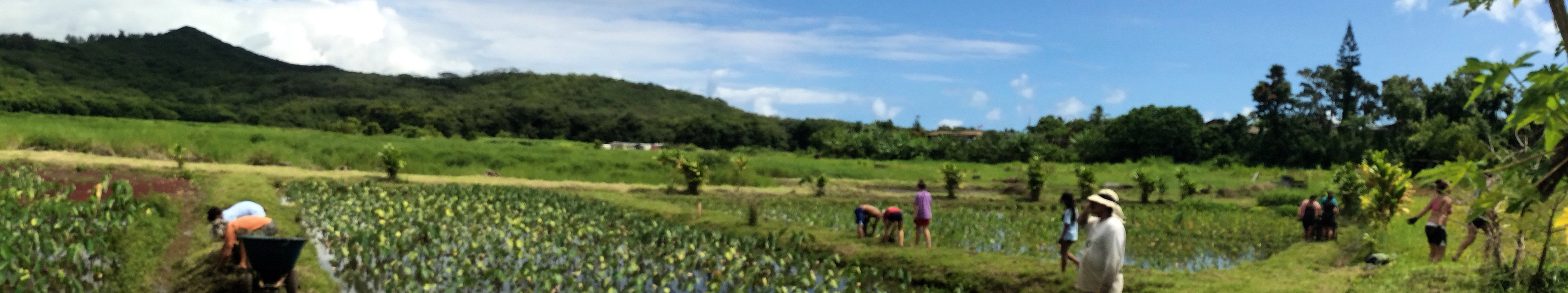 Taro field experience with Pacific American Foundation's NALU Studies project.