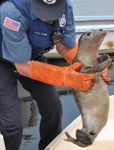 NOAA Enforcement Officer Scott Adams rescues an injured harbor seal pup. The pup had a baited fish hook embedded in its lower lip, and had also ingested one. Seals and other marine mammals, like the injured one above, are protected by the Marine Mammal Protection Act in the U.S.