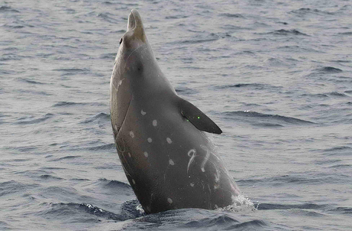 Blainville's beaked whale.