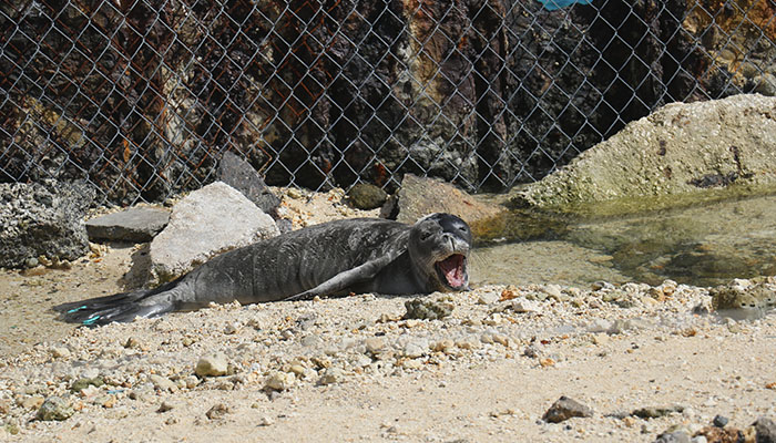 Rescue from Gin Island: This little monk seal here is named ‘Awapuhi (Hawaiian for Ginger and pronounced “ah-vah-pu-hee”), NOAA crews stationed at French Frigate Shoals in the Northwestern Hawaiian Islands found her weak and malnourished on Gin Island during the spring 2017. 

She is pictured here resting on the shore just before the team transferred her, along with another malnourished pup named Koani pehu later in the season, to the NOAA ships and eventually to The Marine Mammal Center. Staff