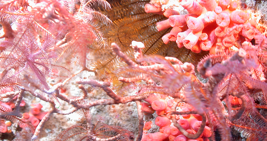 The ROV cameras zoomed in for this close up of several types of corals, and related animals called hydroids, off of Puerto Rico.