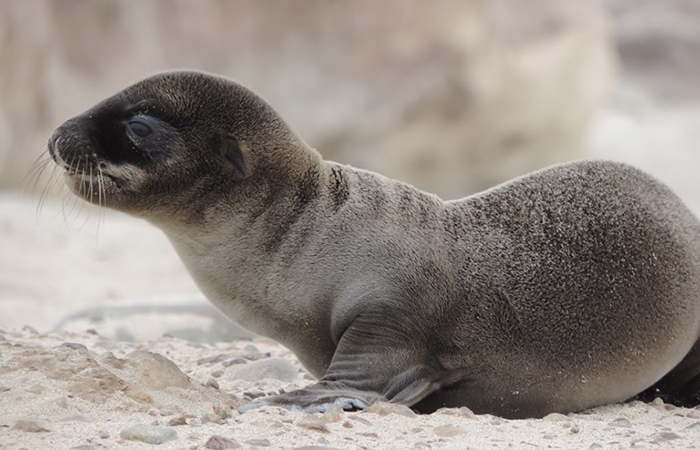 This year, though, things are looking up for California sea lion pups. Recent research by NOAA scientists and other researchers at the San Miguel and San Nicolas sea lion colonies on the California Channel Islands indicates that pups are better nourished in 2016. Permit # 16087-02.
