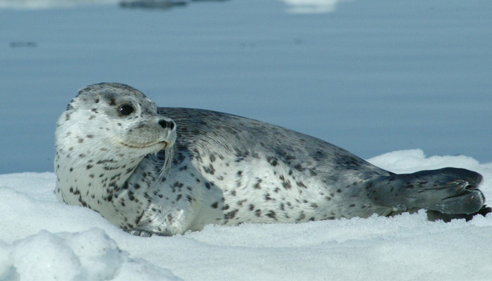 A spotted seal rests on Arctic ice.