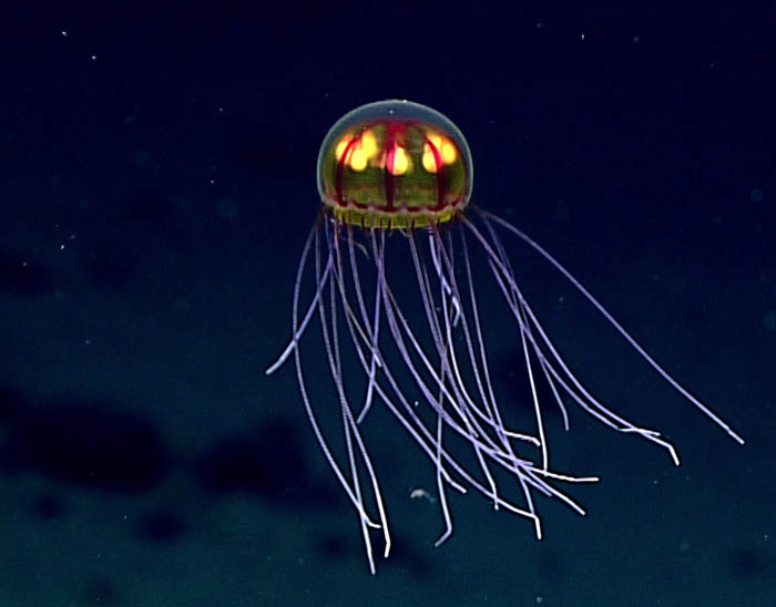 This stunningly beautiful jellyfish was seen in the Marianas Trench Marine National Monument while exploring the informally named “Enigma Seamount” at a depth of about 3,700 meters. Scientists identified this hydromedusa as belonging to the genus Crossota. 