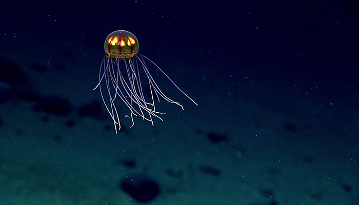 This stunning jellyfish was seen in the Marianas Trench Marine National Monument on April 24, 2016, while exploring the informally named “Enigma Seamount” at a depth of about 3,700 meters. Scientists identified this hydromedusa as belonging to the genus Crossota. And yes, despite the surreal quality of the footage, it is indeed 100 percent real.
