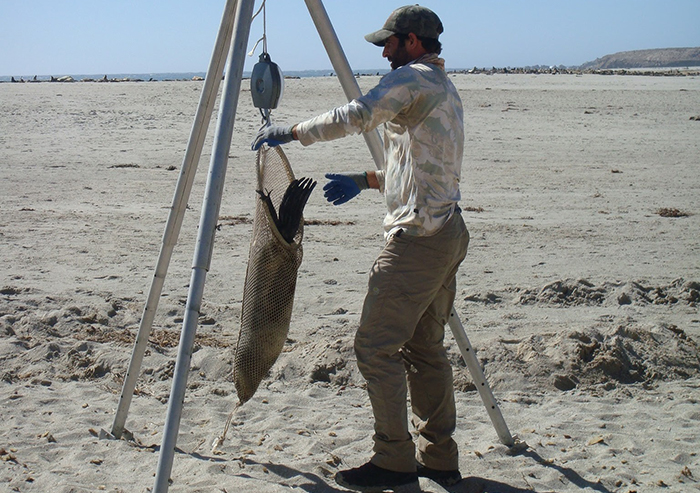 NOAA Fisheries scientists use a suspended scale to weigh sea lion pups, and results show that, at 3 months old, pups this year weigh an average of 37 pounds—a nice normal weight for sea lions of that age. Permit # 16087-02.
