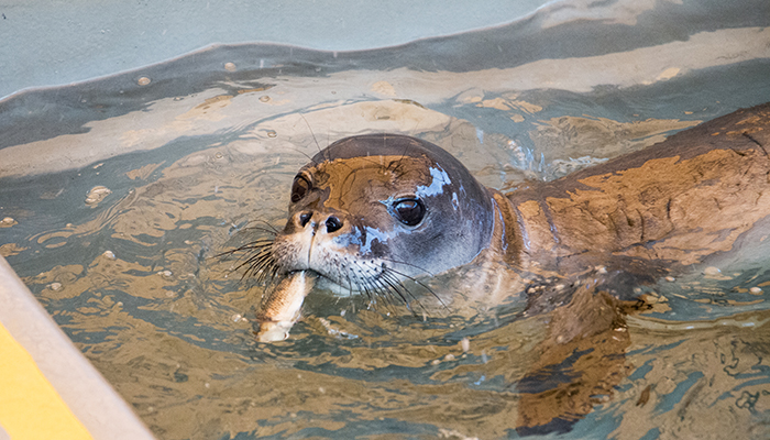 Rehabilitation —  and lots of snacks: With treatment, ‘Awapuhi, (above) and the other young monk seals eventually got to a point where they could eat food on their own.