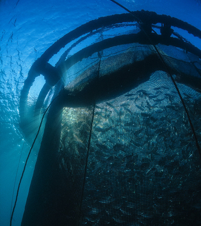 Royal Bream raises in a floating net in Marseille, France. This represents one type of farming technology that could work in the Gulf. 