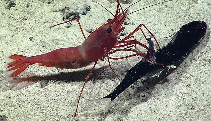 On March 27, 2017, while diving at a depth of around 998 meters at Ufiata Seamount within the Tokelau Seamount Chain, scientists witnessed a fierce battle between a caridean shrimp (Heterocarpus) and a type of midwater dragonfish. Deep-sea shrimp have typically been observed as scavengers –  not hunters – and scientists wonder how this shrimp was able to capture the fish.