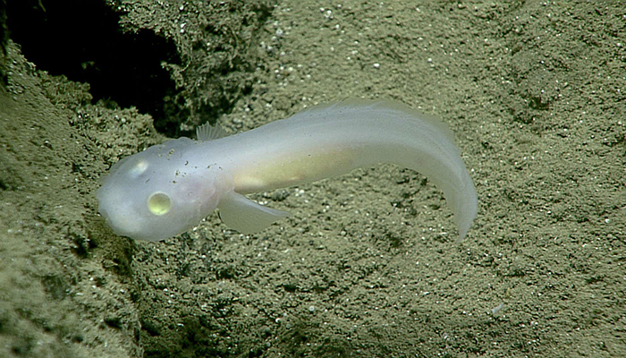 This fish, measuring about 10 centimeters long, was seen while exploring a ridge feature at a depth of about 2,500 meters on July 1, 2016. This is the first time that a fish in the family Aphyonidae had ever been seen alive, experts said. We now have the first evidence of where these fish live. Seeing these fish in their natural habitat will help us begin to understand the organism’s life. 
