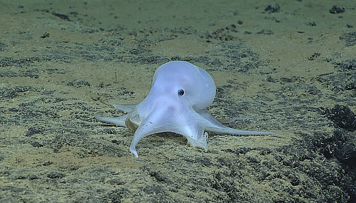 On February 27, 2016, while exploring at depths of over 4,000 meters northeast of Necker Island in the Hawaiian Archipelago, the Okeanos team encountered this ghostlike octopod, which is almost certainly an undescribed species and might not belong to any described genus (that is, a group of related animals or plants that includes many different species).