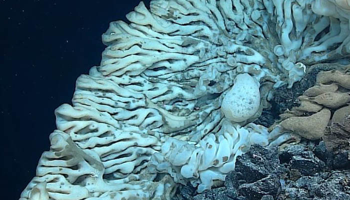 On August 12, 2015, the team aboard NOAA Ship Okeanos Explorer observed the largest sponge known in the world, found at a depth of 2,134 meters within the Papahānaumokuākea Marine National Monument. The sponge was close to 12 feet long by 7 feet wide, practically as big as a minivan! 