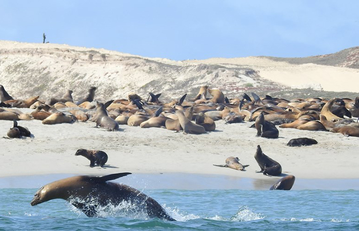 Scientists will make more trips to the island colonies this year to study how sea lion mothers and pups are faring; they hope their findings will yield more clues about what the 2017 stranding situation might look like. But for right now, even ocean data is trending in the right direction. Although ocean temperatures around the islands reached record highs in 2015, they are finally starting to cool and returning underwater ecosystems to normal—a hopeful sign for sea lion mothers and pups. 