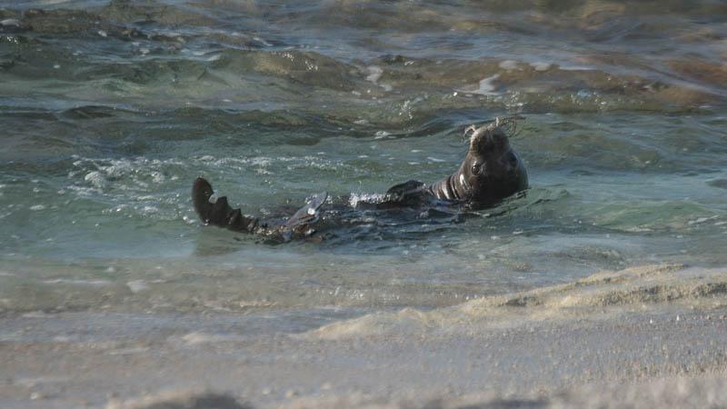 Kilo swims in the surf. A tag on her body allows scientists to monitor her whereabouts and environment to keep tabs on how she’s doing and learn more about monk seal behavior. 