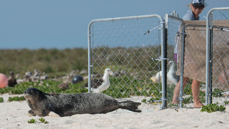 Once back on the beach, the seals spent a few days in a holding pen to get acclimated to their new beach environment. Here, scientists open the gate and the seal knew exactly where to go.