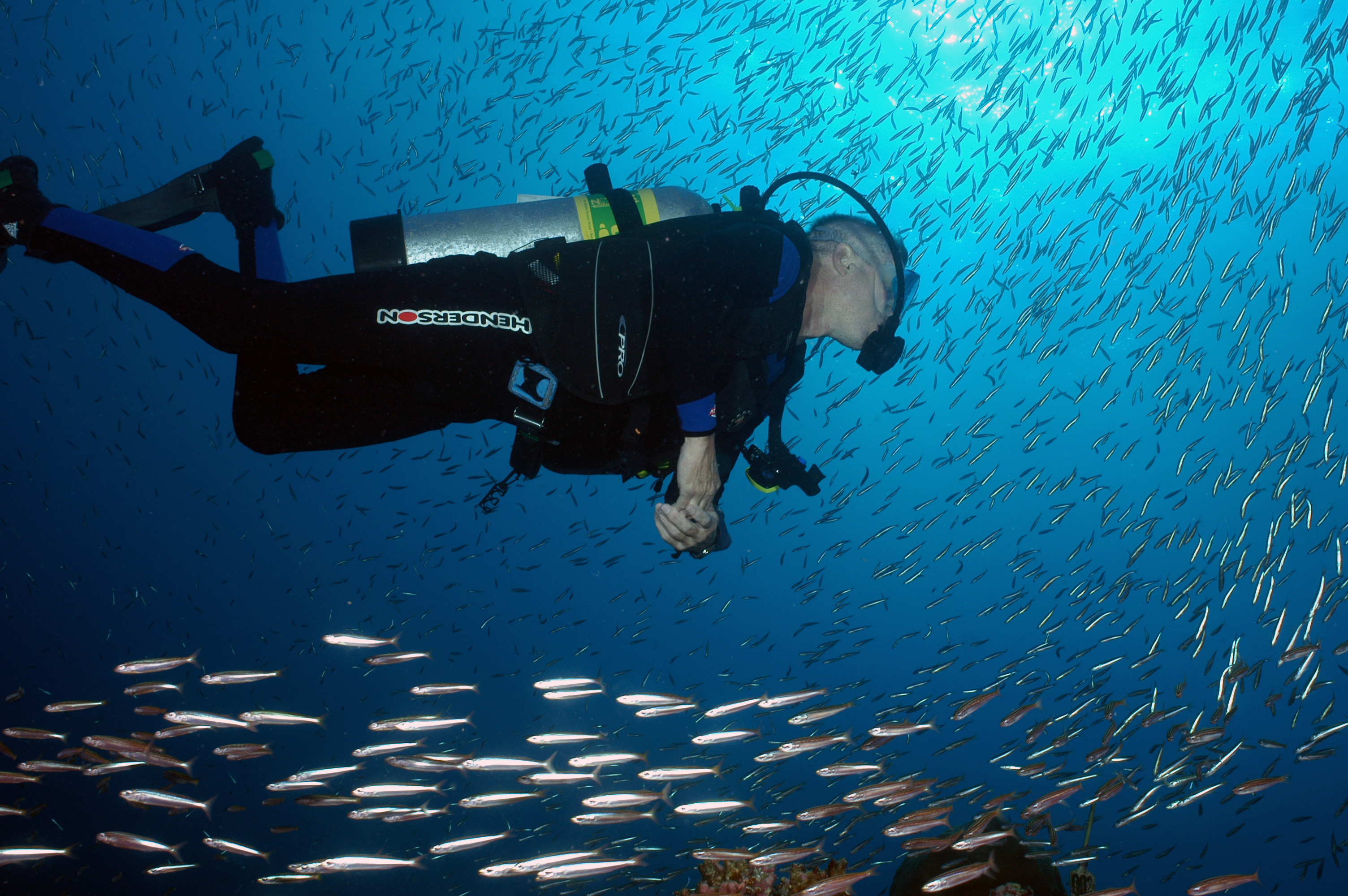 A scuba diver swims amid a school of fish at Flower Garden Banks National Marine Sanctuary.