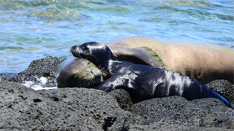 First-time mom with "Sole," her seven-day-old pup (Photo taken with NOAA Fisheries Permit #16632-02)