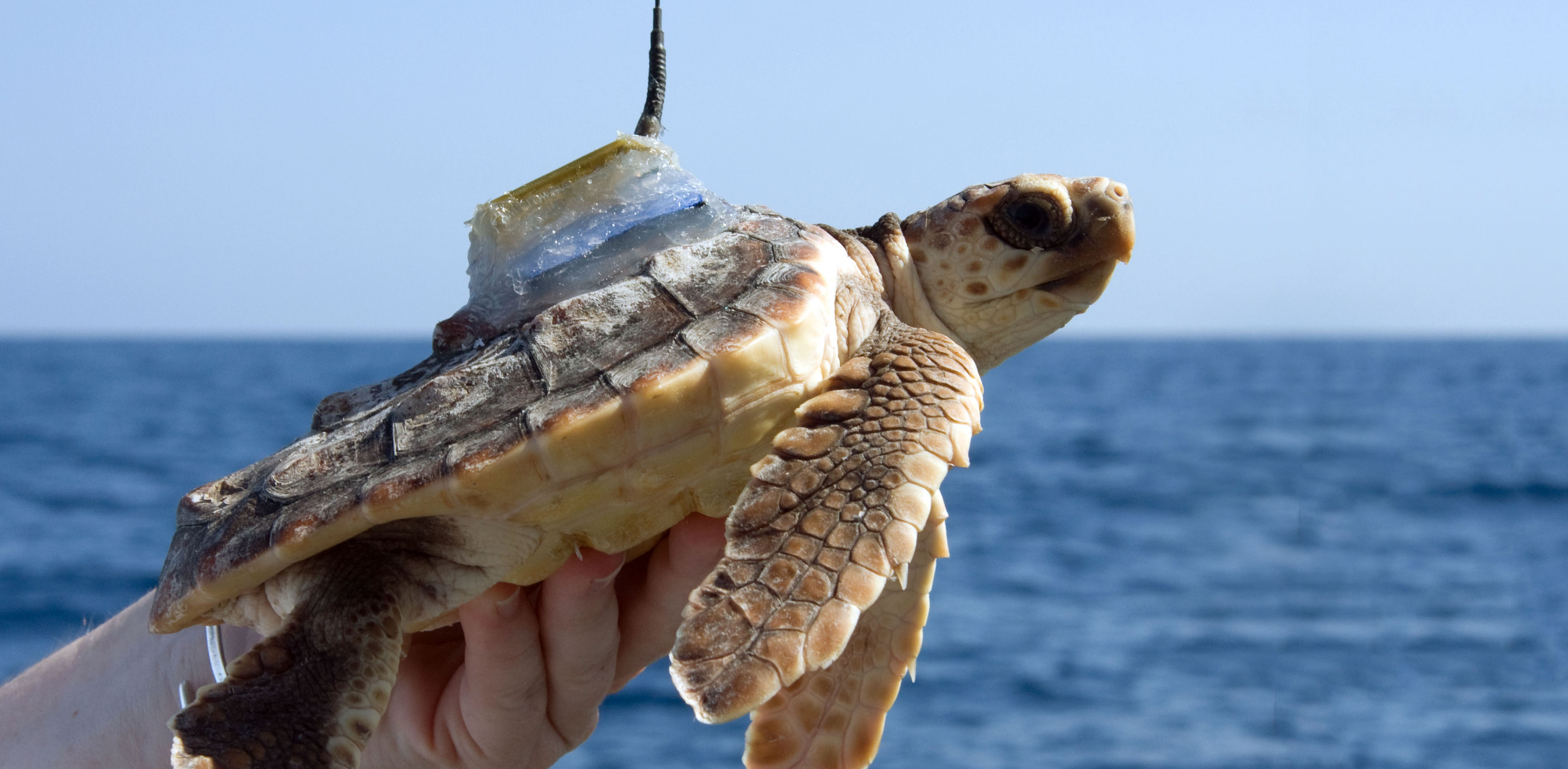 A loggerhead sea turtle, with a satellite tag secured to the turtles hard outer shell, prepares for a journey across the sea that scientists will be able to track.