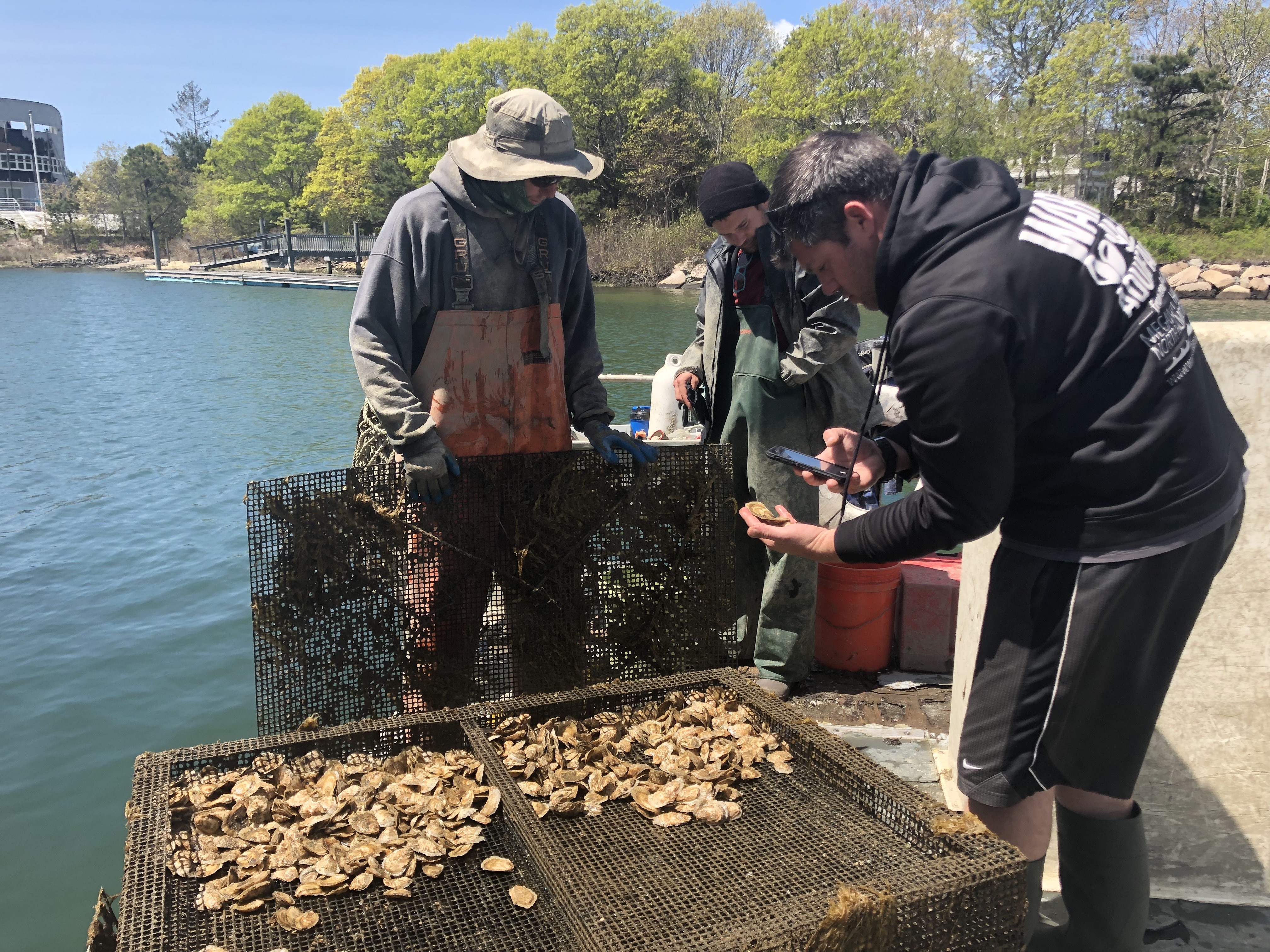 Three people standing on a dock around an open oyster cage. The person closest to the camera holds an oyster in their left hand and takes a photo with their phone in their right hand.