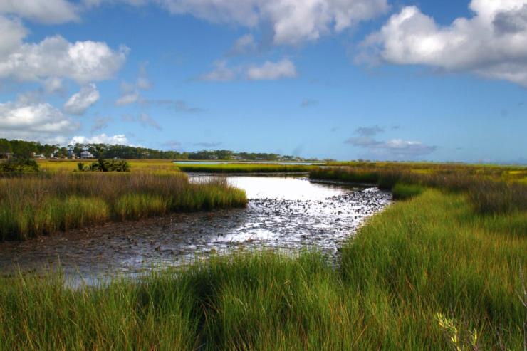 Coastal habitats such as this salt marsh in the Gulf provide us with countless benefits, from nursery grounds for fish to protection from storms.