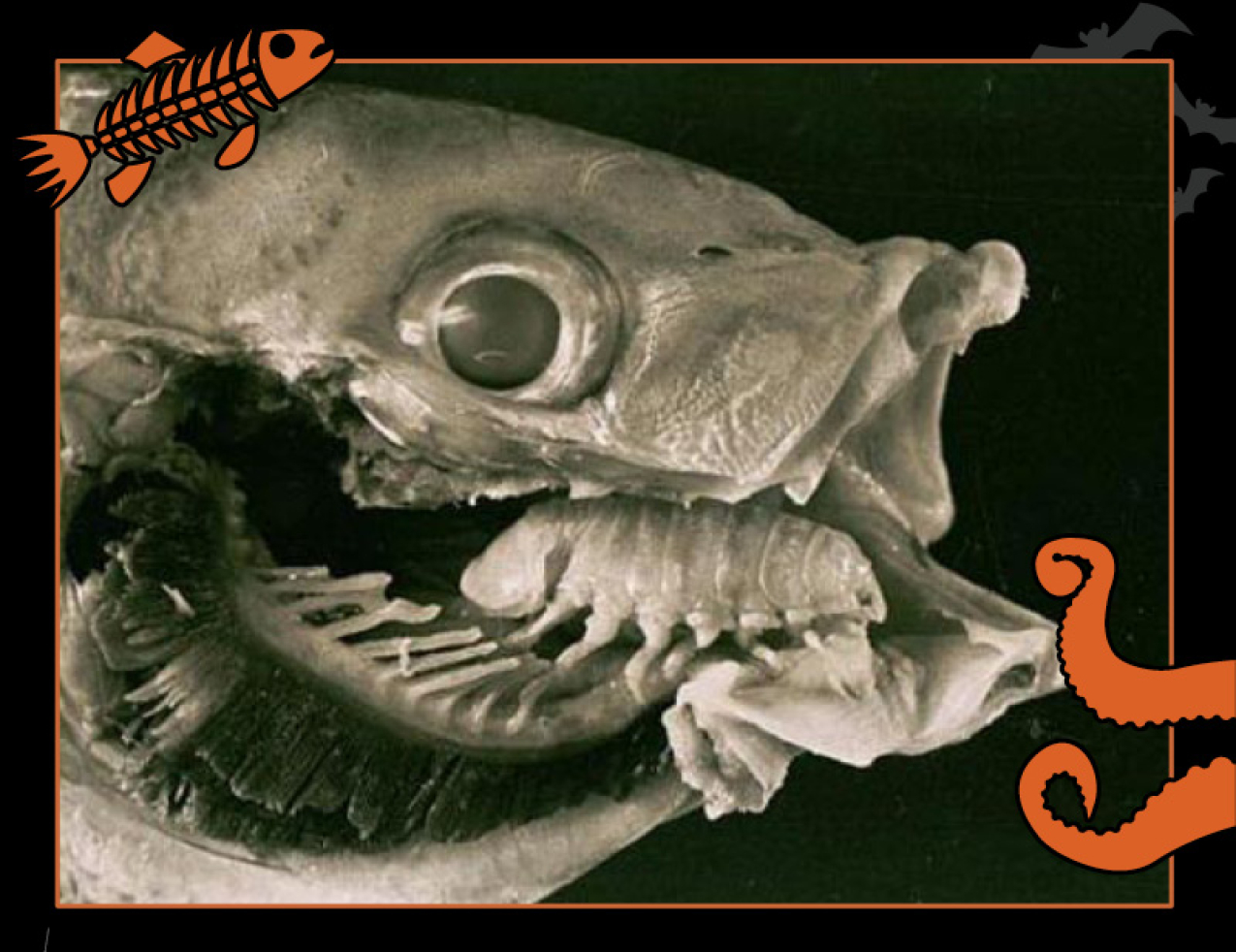 A fish with a parasitic isopod inside its mouth. Border of the photo is black with orange sea creature graphics of octopus tentacles and a fish skeleton. Text: Attack of the parasitic isopods, #NOAASpookyScience with NOAA logo.