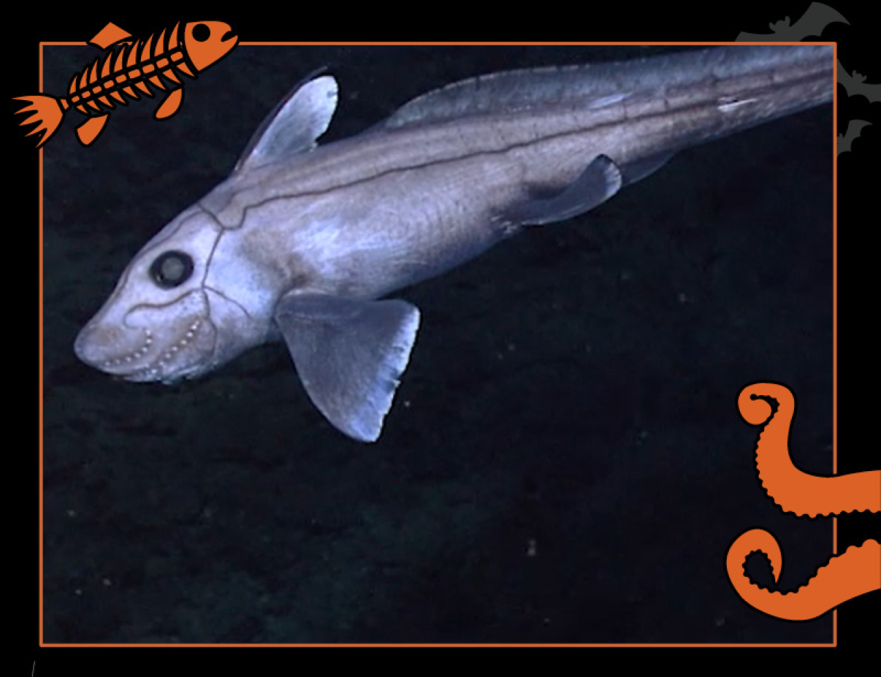 A streamlined grey fish swims in the deep ocean. Border of the photo is black with orange sea creature graphics of octopus tentacles and a fish skeleton. Text: Ghoulish ghost shark, #NOAASpookyScience with NOAA logo.