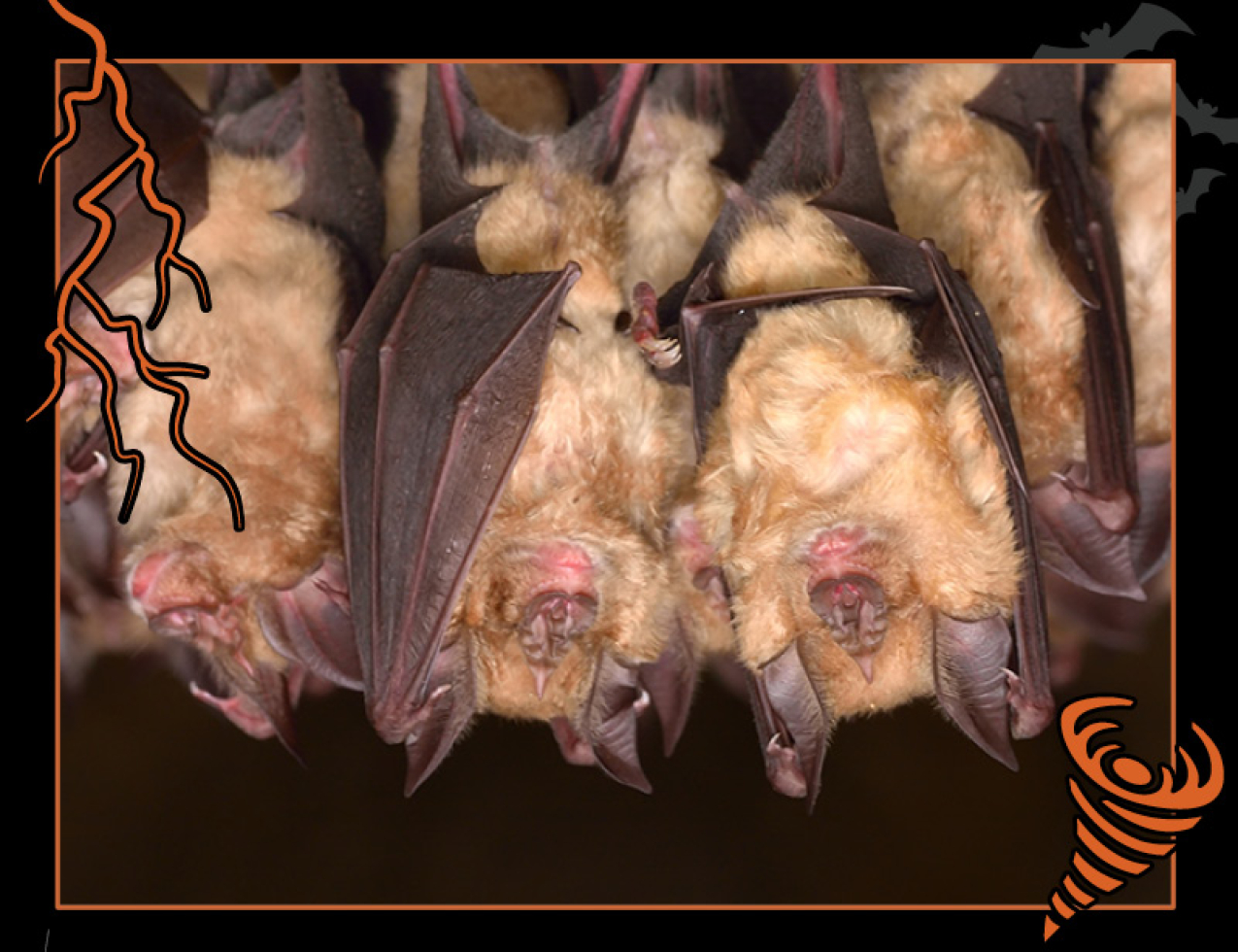 A photo of bats hanging in a cave. Border of the photo is black with orange atmospheric graphics of a lightning bolt and a tornado. Text: Going batty for ancient climate data, #NOAASpookyScience with NOAA logo.
