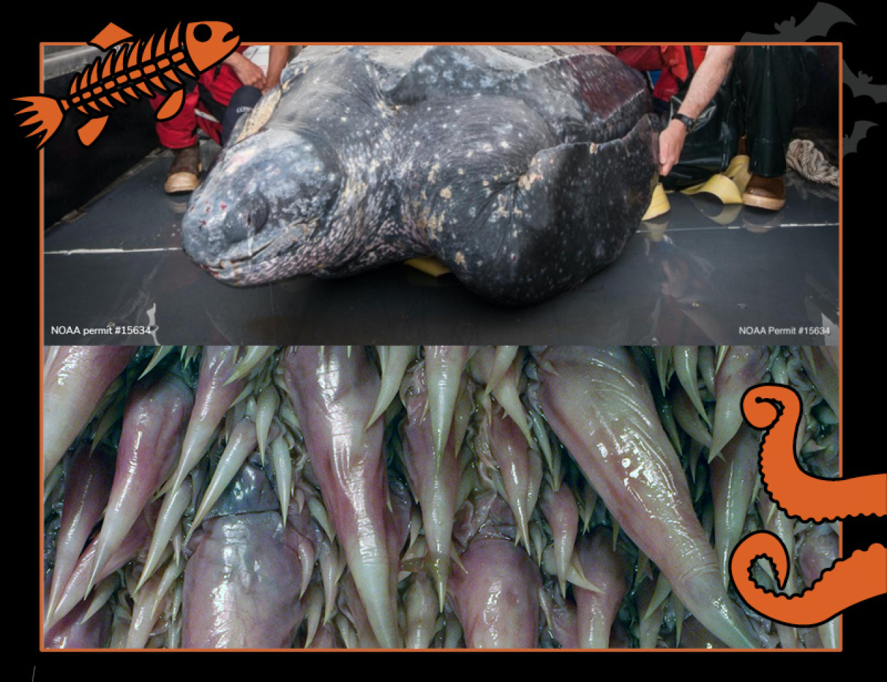 Top image: Leatherback sea turtle on board a research vessel. Permit #15634. Bottom image: Spiky-looking papillae that cover the inside of leatherback sea turtle throats. Border of the photo is black with orange sea creature graphics of octopus tentacles and a fish skeleton. Text: Leatherback sea turtle throat, #NOAASpookyScience with NOAA logo.