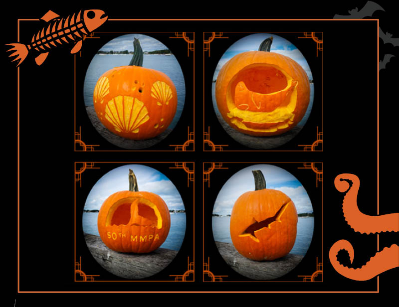 Four jack-o-lanterns carved with scallop shells, a seal, a shark, and whale tail that says "50th MMPA." Border of the photo is black with orange sea creature graphics of octopus tentacles and a fish skeleton. Text: Pumpkin stencils for ocean lovers, #NOAASpookyScience with NOAA logo.