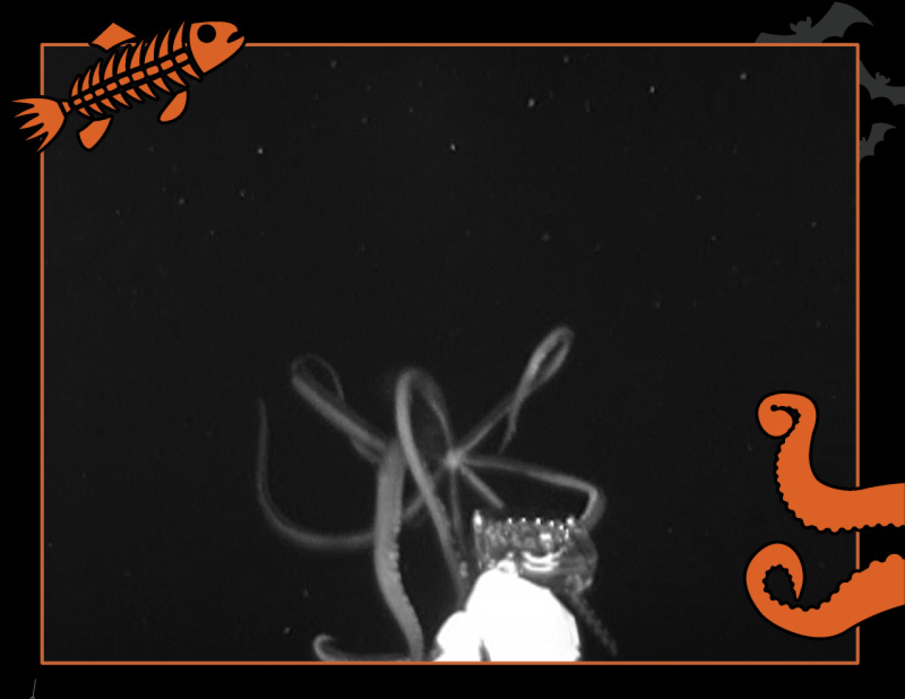 A giant squid emerges from the deep ocean and wraps its tentacles around the underwater camera. Border of the photo is black with orange sea creature graphics of octopus tentacles and a fish skeleton. Text: Rare footage of giant squid, #NOAASpookyScience with NOAA logo.