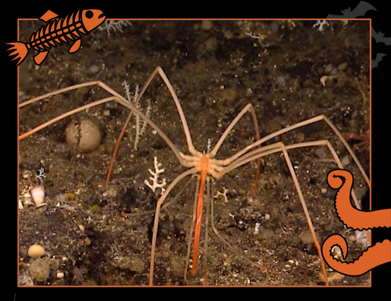 A sea spider, which has eight long legs. Border of the photo is black with orange sea creature graphics of octopus tentacles and a fish skeleton. Text: Sea spider, #NOAASpookyScience with NOAA logo.