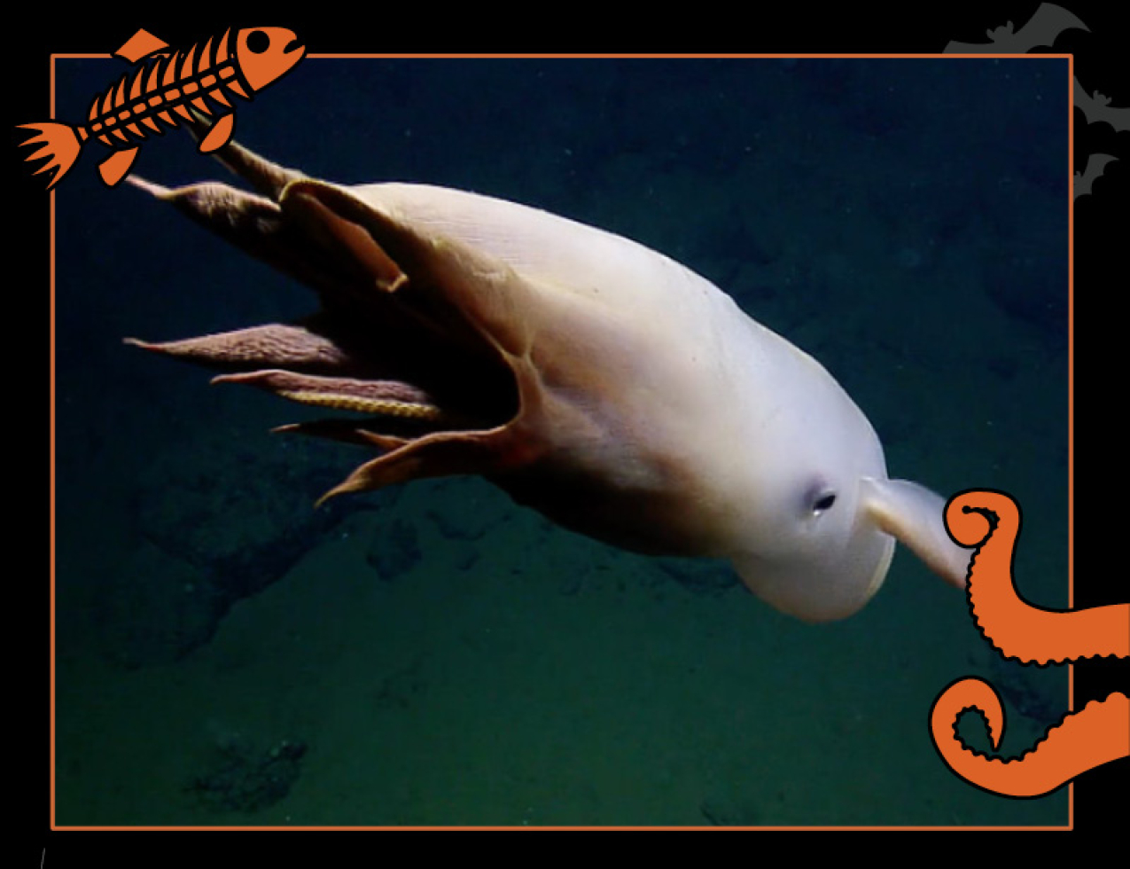 An umbrella octopus swims through the deep ocean. The octopus is a cloudy pinkish-white color. Border of the photo is black with orange sea creature graphics of octopus tentacles and a fish skeleton. Text:Tentacles from the deep, #NOAASpookyScience with NOAA logo.