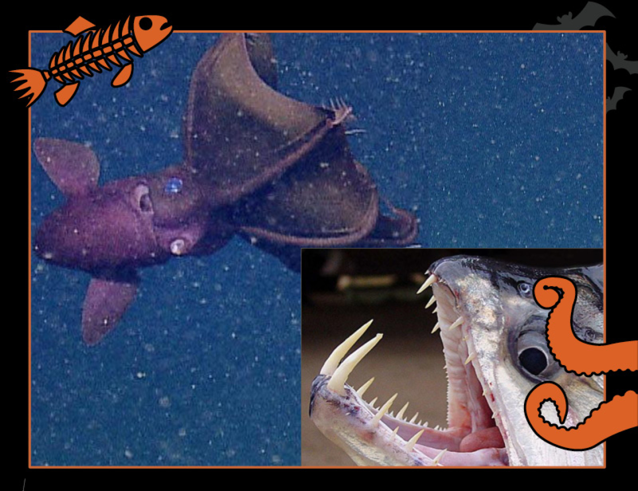 A fish with large bottom fangs and sharp long teeth. A vampire squid swims in cloudy, speckled water. Border of the photo is black with orange sea creature graphics of octopus tentacles and a fish skeleton. Text: Underwater “vampires,” #NOAASpookyScience with NOAA logo.