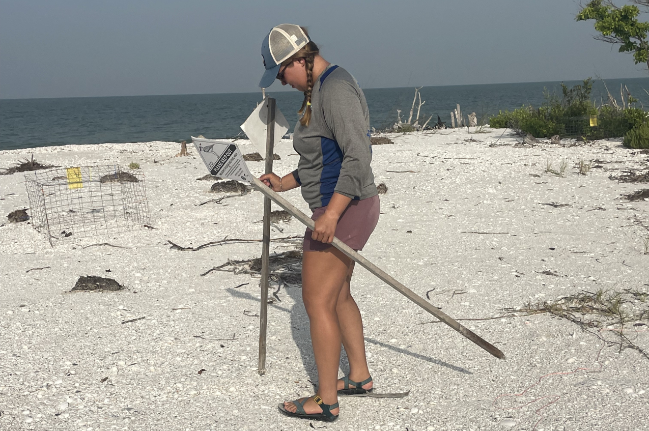 Ellie inserts the pole of a sign into a crushed-shell beach with scattered natural debris. The sign looks identical to one held in her other hand that reads "please keep out" and has an illustrated picture of a bird and more information in small text.